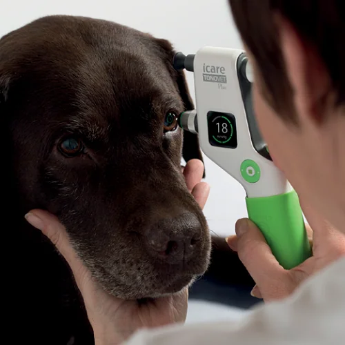 Cão labrador sendo examinado com tonômetro iCare para aferição da pressão intraocular na Olhos Vet Rio